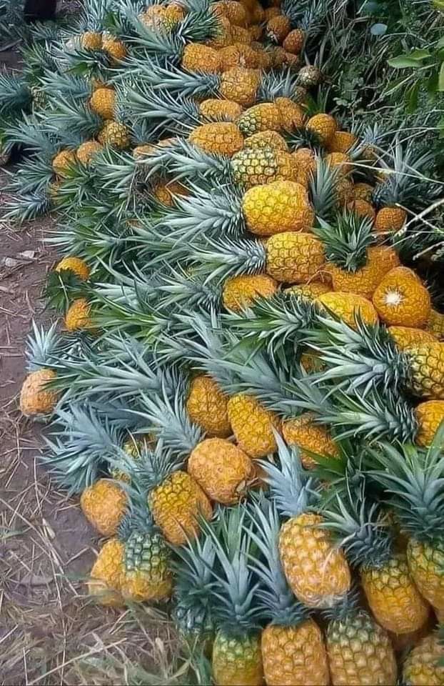 Cultivo de Piña - Frutos Maduros